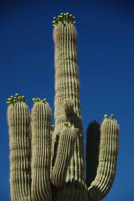 saguaros near bloomtime